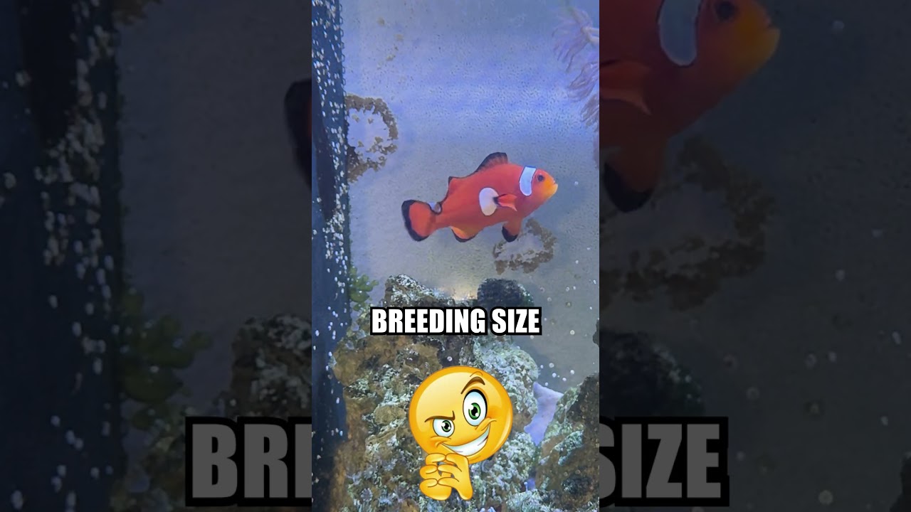 ЭТО МОЯ САМАЯ РЕДКАЯ РЫБА-КЛОУН? 