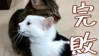 愛猫が選んだのは、飼い主ではなく…