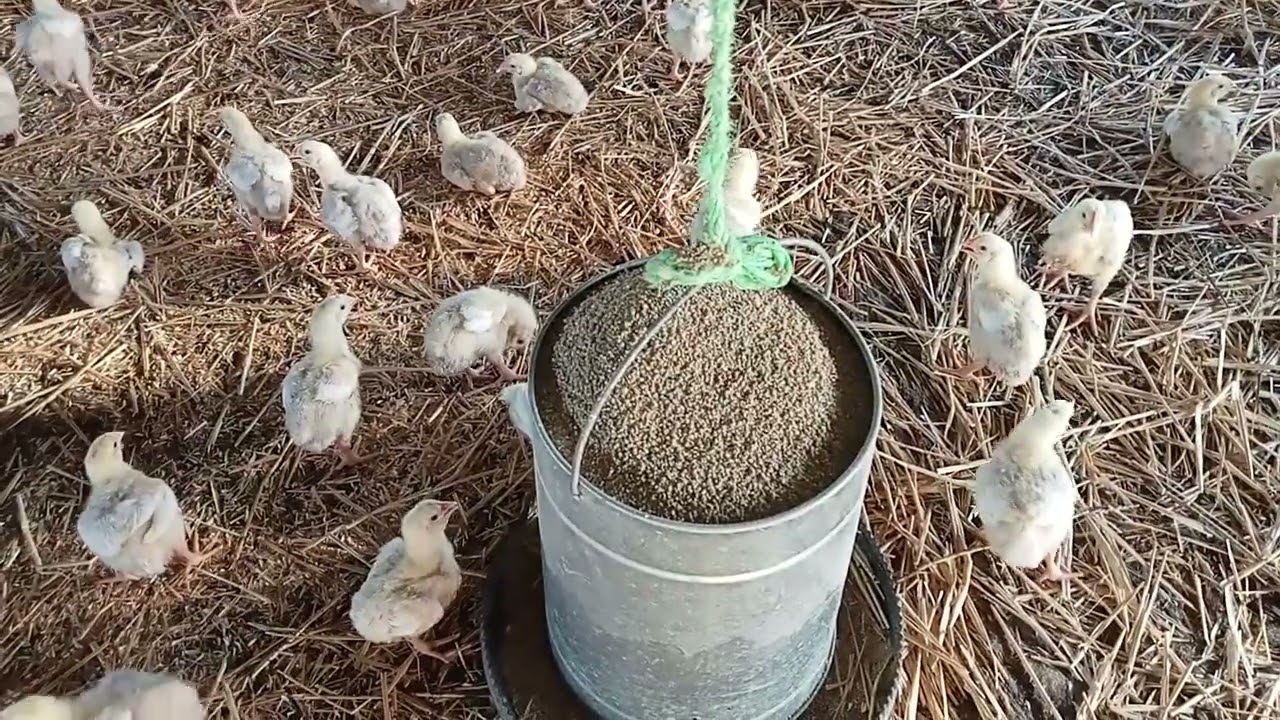 #🚨هام جدا : أسس تربية الدجاج والعوامل المساعدة في تحسين جودة القطيع ووقايته من الأمراض 🐓🦆🦃🐔