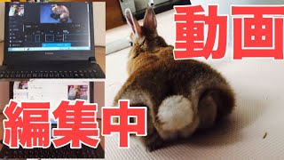 動画編集中でさえもうさぎとイチャイチャが止まらない #476