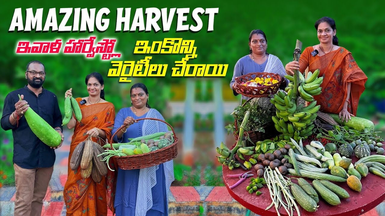 Farm Harvest/ ఇవాళ చాలా రకాల కూరగాయలు పళ్లు కోసాము. @MADGARDENER