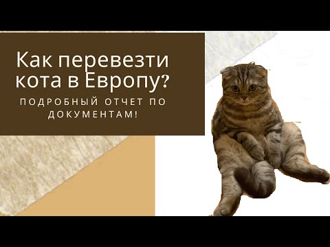 Как вывезти кота за границу? Перевоз кошки в самолете.Оформление документов для перевоза кота Европу