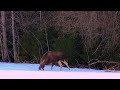 Охота без оружия #2 Лось. Весна. Moose in Russia.