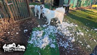 息子（格下）が寝坊をしたので...監視を逃れ派手にイタズラを決めたリリーです Great Pyrenees グレートピレニーズ