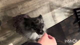 Teaching Gemma To Stand Up And Walk