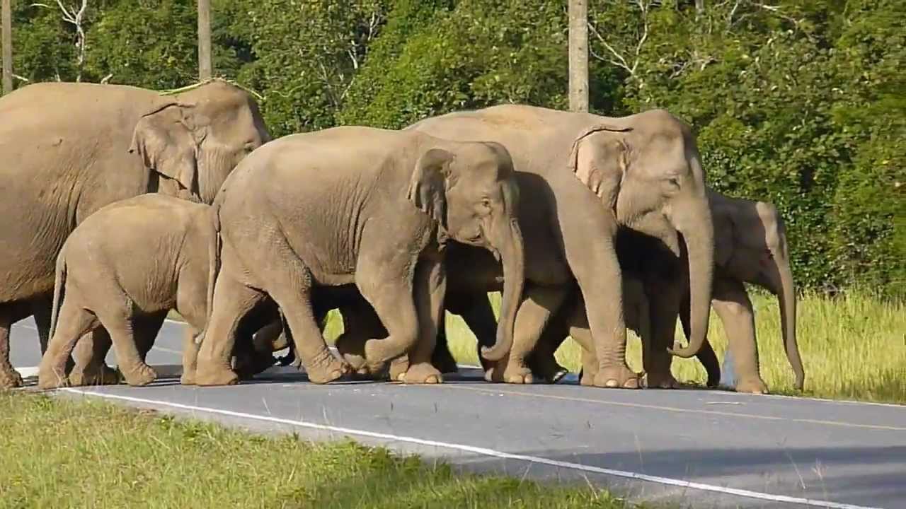 Elephants and other wildlife at Khao Yai national park YouTube