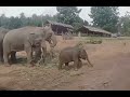 elephant guardians #5