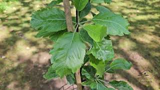 Sorbopyrus x Bollvilleriana hruškojeřáb