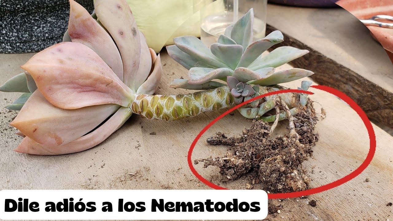 ¿Cómo solucionar el problema de los Nematodos? Y QUE SON LOS NEMATODOS??