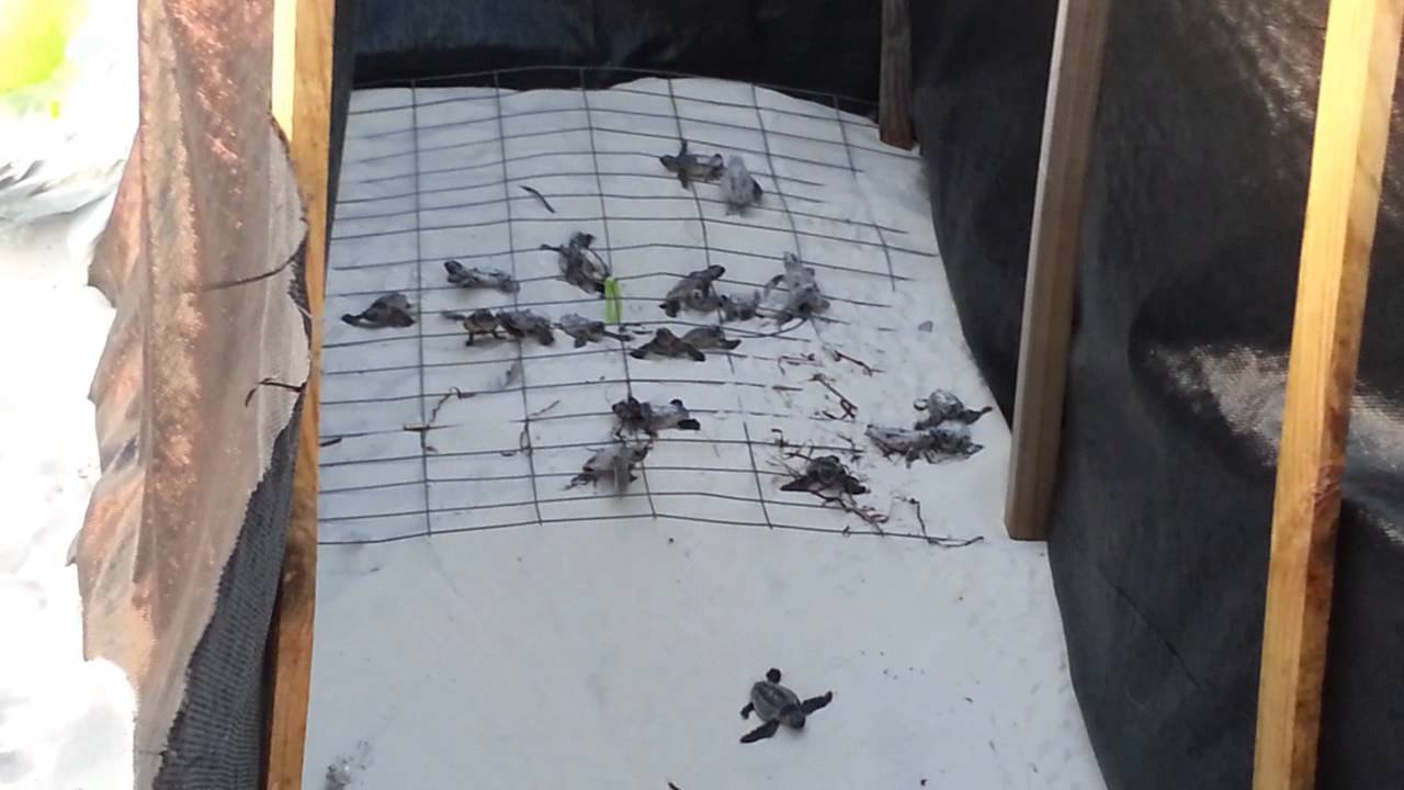 Loggerhead Sea Turtle Hatching, Gulf Shores, Alabama