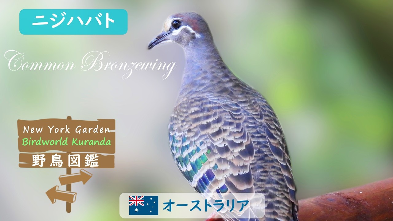 野鳥図鑑【Birdworld Kuranda】：Common Bronzewing (ニジハバト