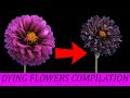 Timelapse -Dying Flowers Compilation, Beautiful But Sad