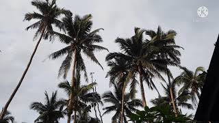 LAYUG || GIANT COCONUT TREE #Shorts