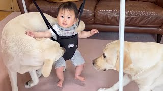 ラブラドールさん専用 ジャンパーで喜ぶ姿につられて楽しくなっちゃうラブラドール