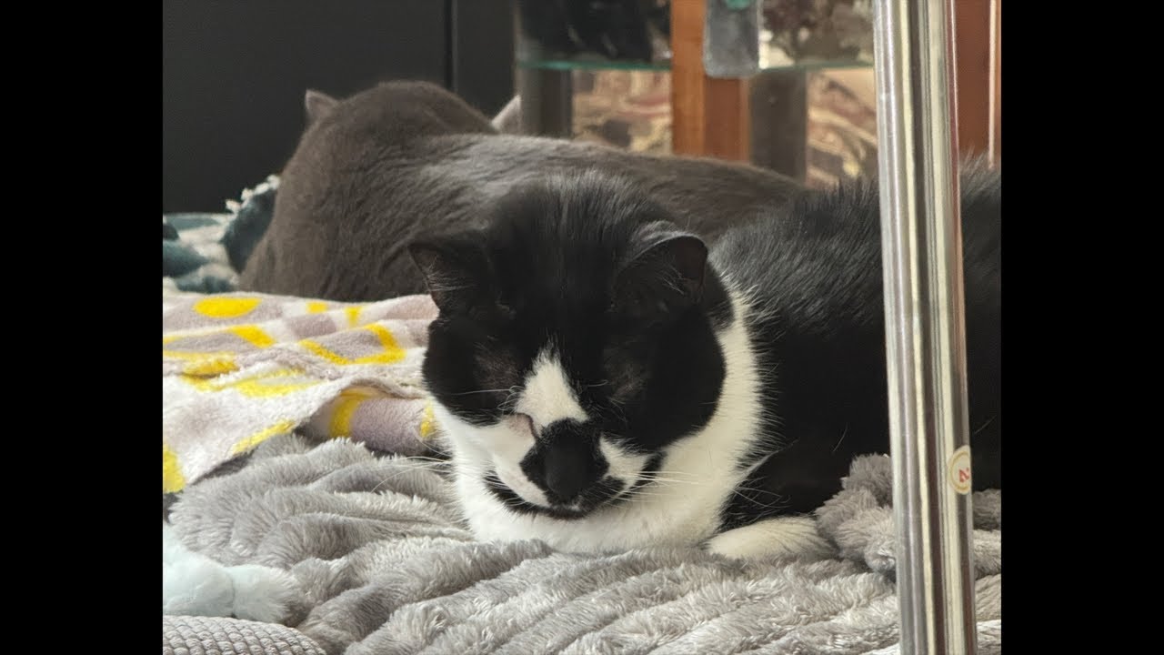 Cat videos JTB Endless Whiskers: Cats Live