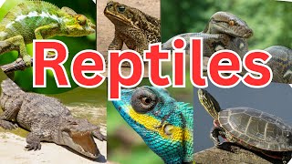 50 Reptiles for Kids to Learn About  Dragon, Anaconda, Geckos, Chameleons