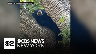 Bear spotted in tree in White Plains