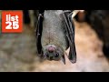 25 Incredible Facts About Bats You Probably Didn't Know