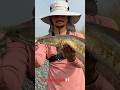 పచ్చటి పొల్లల్లో చేపలు పట్టం😋 | fish catching and release | snakehead fish fishing. #fishing #vlog