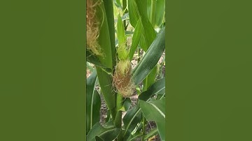 Feeding by corn rootworm on corn ears.