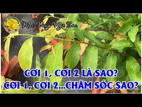 Thế nào là cơi 1, cơi 2 trên cây mai và bón phân chăm sóc theo cơi lá