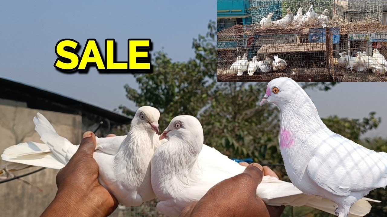 ONLY MAWALI PIGEON FOR SALE 