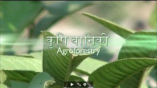 2. Agro Forestry