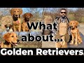 What About Golden Retrievers?