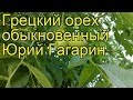 Грецкий орех обыкновенный Юрий Гагарин. Краткий обзор, описание характеристик, где купить саженцы