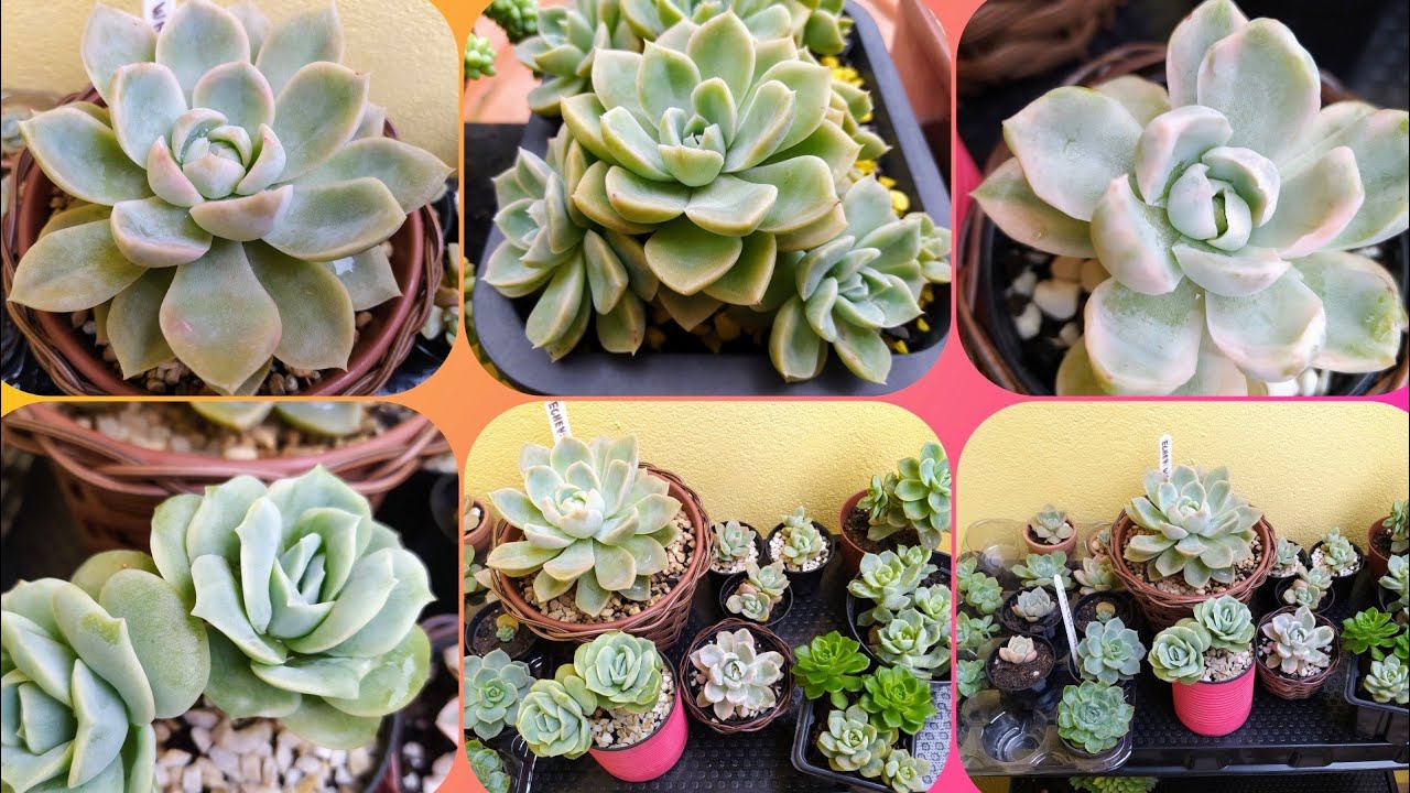 6 SUCULENTAS das Espécies Echeverias e Graptoverias, Muito Parecidas porém Diferentes...