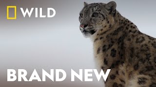 Surviving Winter In The Wild | Wild Winter | National Geographic WILD UK