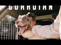 Built Like a Fortress: Mammoth Guardian Kennel Review!