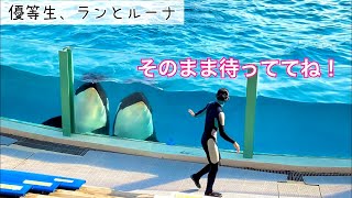 優等生シャチ(?) ランとルーナ　鴨川シーワールド