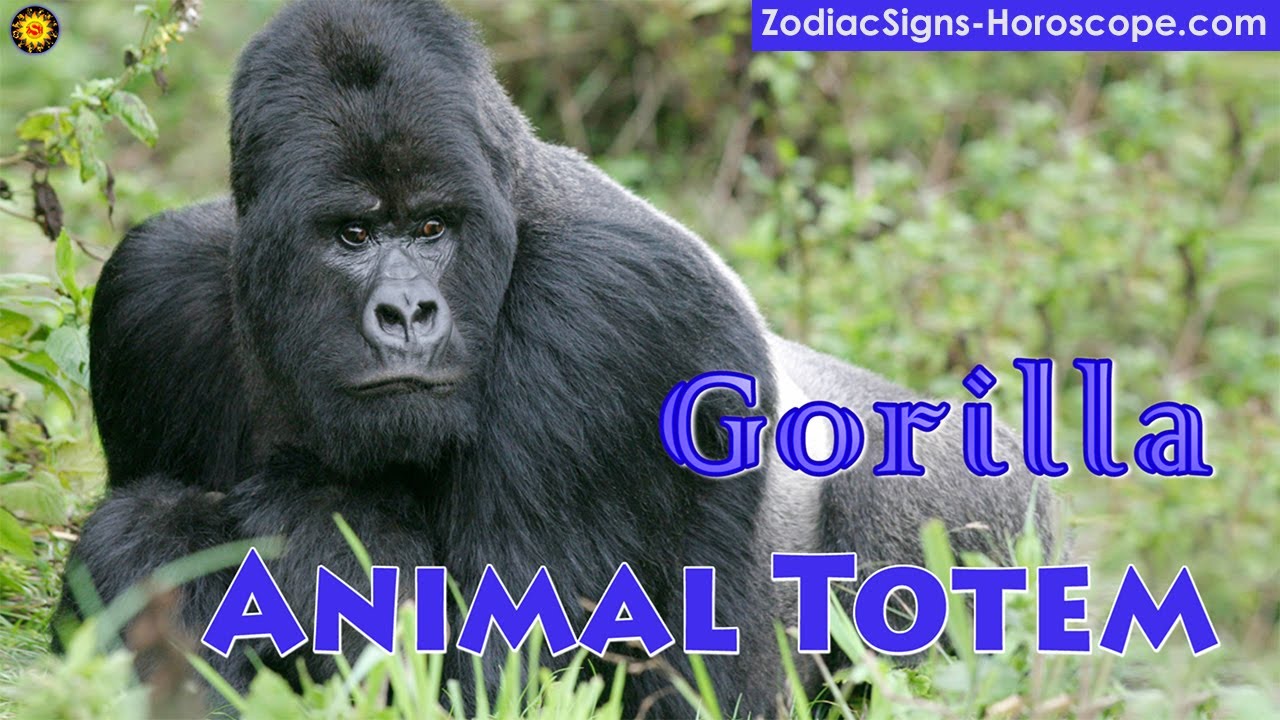 Gorilla Animal Totem Gorilla Spirit Animal Meaning, Symbolism, Dream