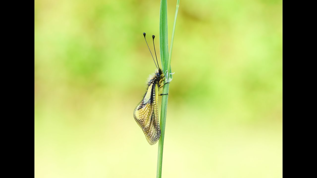 Libellen-Schmetterlingshaft I Owly sulphur (Libelloides coccajus) 4K