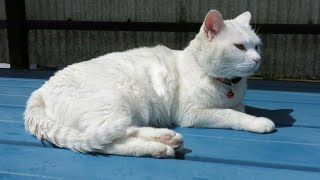 日光浴する白猫です。
