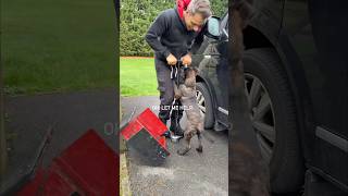 Day in the Life of a Dutchie Puppy