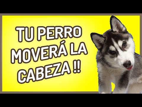 ➡️ SONIDO PARA QUE TU PERRO MUEVA LA CABEZA 🐶 🐕