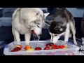 My Huskies Try Bobbing For Apples Challenge!