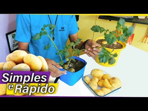 Vídeo: Como germinar batatas para plantar? Plantando batatas. Batatas antes de plantar