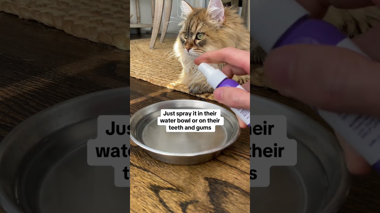 Natural Oral Spray for Fresh Pet Breath Perfect Christmas Stocking Stuffer! 