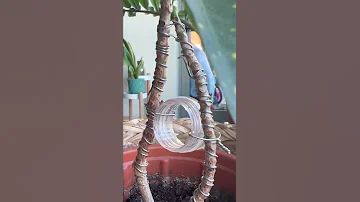 Формирование красивого деревца из кротона - комнатные растения #аукуба