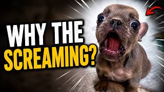 This Tiny Frenchie Wouldn’t Stop Screaming… Then We Learned Why| Rescue Dog #puppy #frenchbulldog