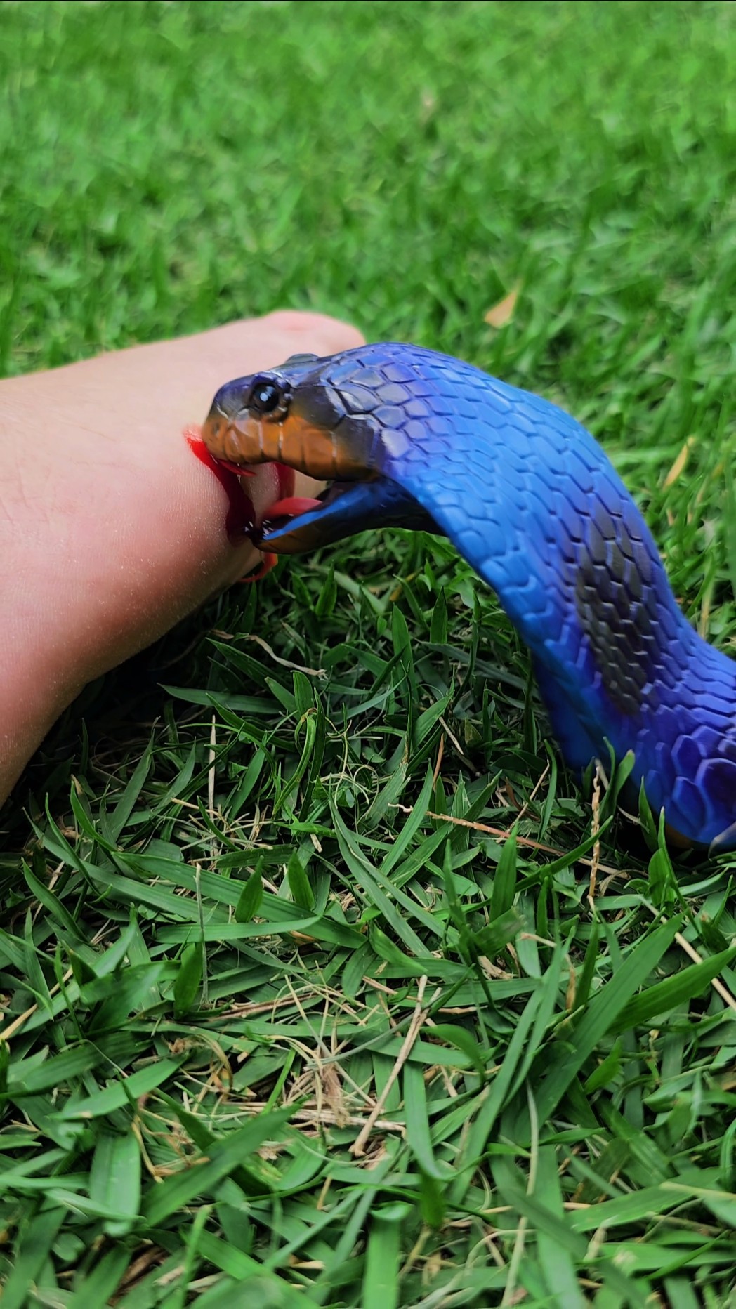 Atack da Cobra ??☠️? #funny #comedy #funnyvideo