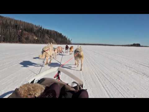 Video: Man Is A Friend To A Dog, Or Features Of Sledding Sport