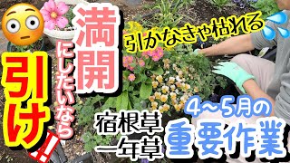 【宿根草・一年草】新芽が出て株が一気に大きくなる春にやっておくべき重要作業「引くお手入れ」って？/ 今なら見分けがつきやすい枯れ枝☝️/ ◯◯を取って次から次へと開花させましょ🌼【ガーデニング】
