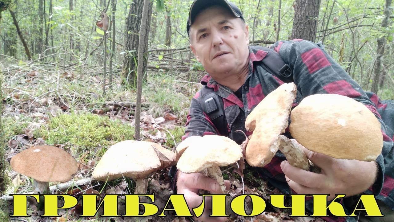 ТИХЕ ПОЛЮВАННЯ 19.06.2025р. БІЛІ ГРИБИ, ПІДОСИЧНИКИ, ЛИСИЧКИ, ПІДБЕРЕЗНИКИ...