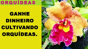 Quanto fatura um Orquidario?