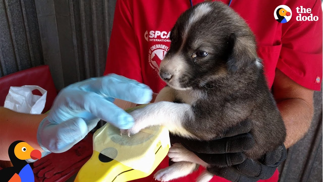 Radioactive Dogs Near Chernobyl Nuclear Plant Are So Grateful For This Man | The Dodo