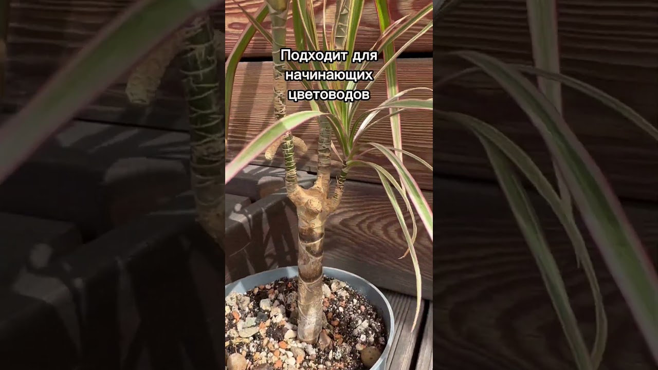 Драцена - неприхотливое комнатное растение